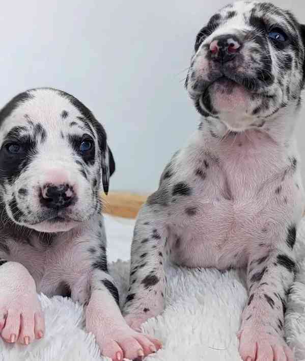 Zdravá štěňata německé dogy, registrovaná a s doklady - foto 1