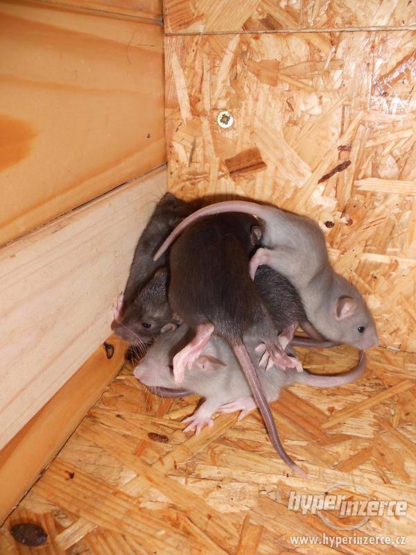 Potkaní miminka - foto 1