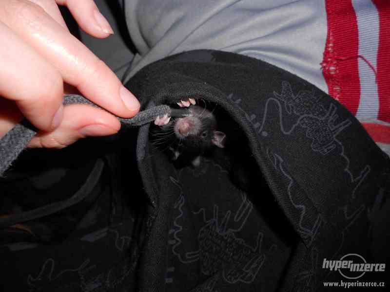 Potkaní miminka - foto 2