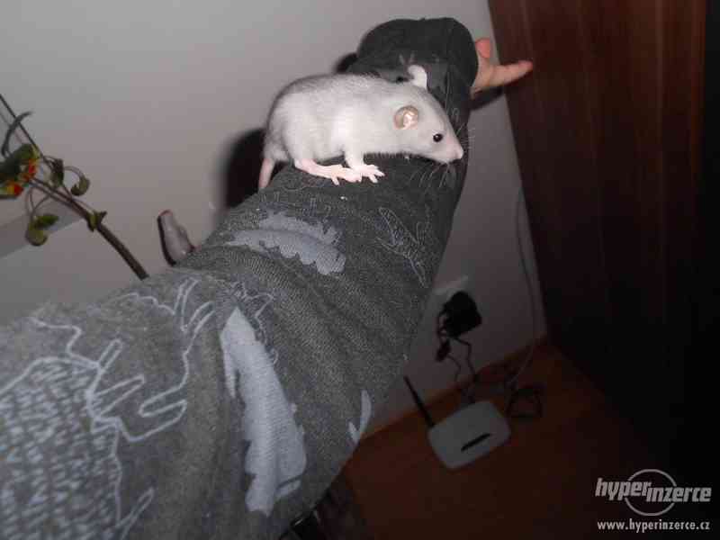 Potkaní miminka - foto 3