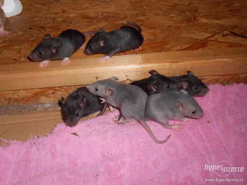 Potkaní miminka - foto 4