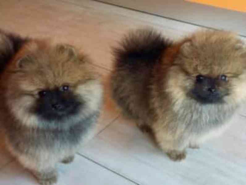 pomeranian štěňata s pp