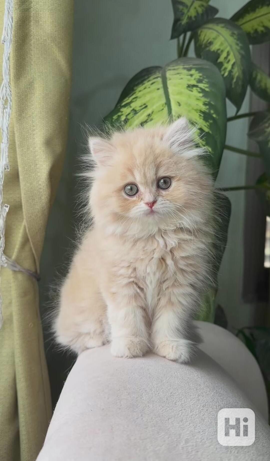   Zdarma perská koťátka k adopci   - foto 1
