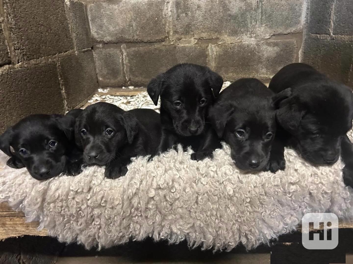 Prodám čistokrevná štěňata černého labradora - foto 1