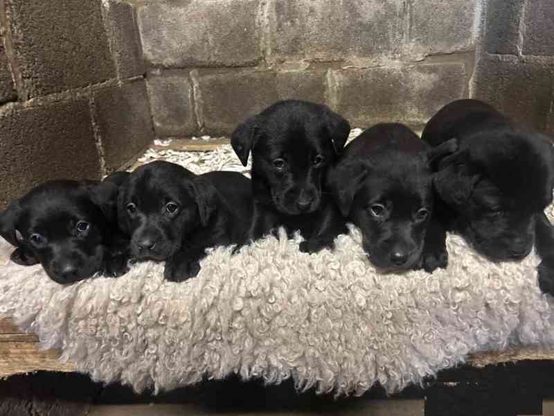 Prodám čistokrevná štěňata černého labradora