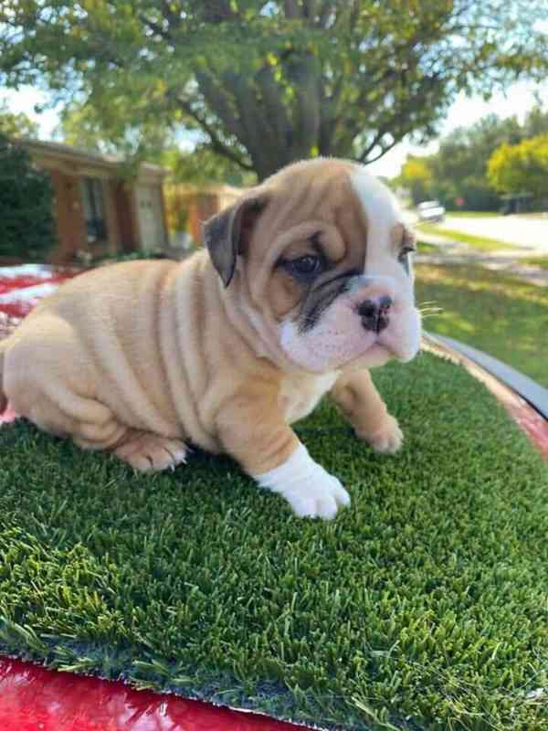 Zdarma  dárek štěňata anglického buldoka k adopci - foto 2