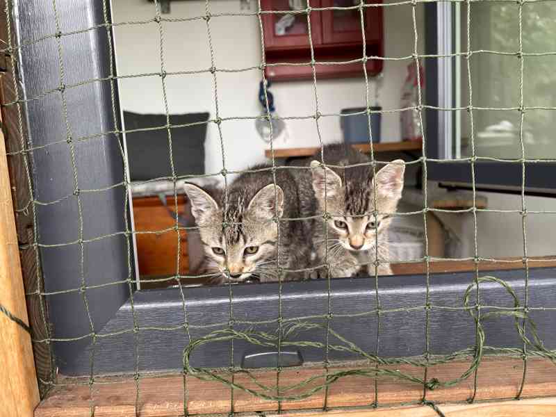 Niky a Viky - foto 5