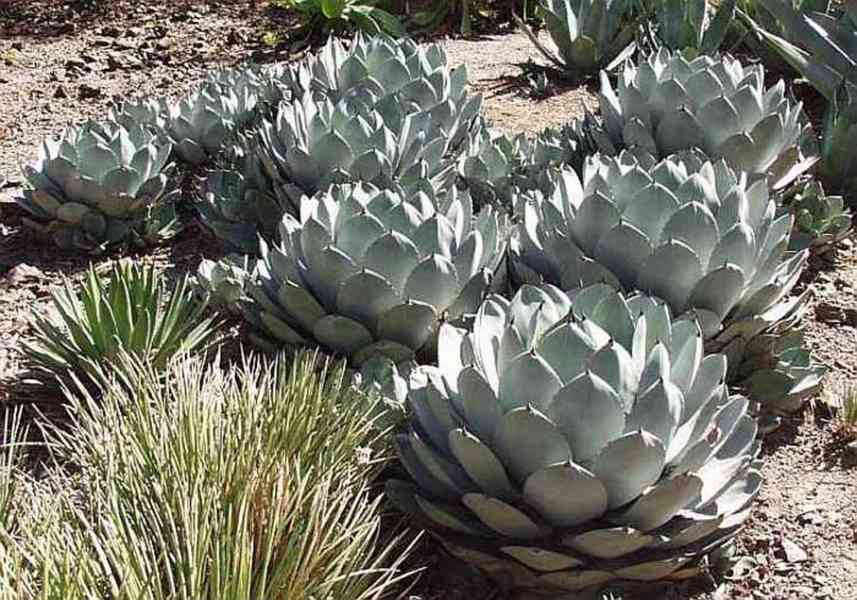 sazenice Agave Parryi var. Parryi