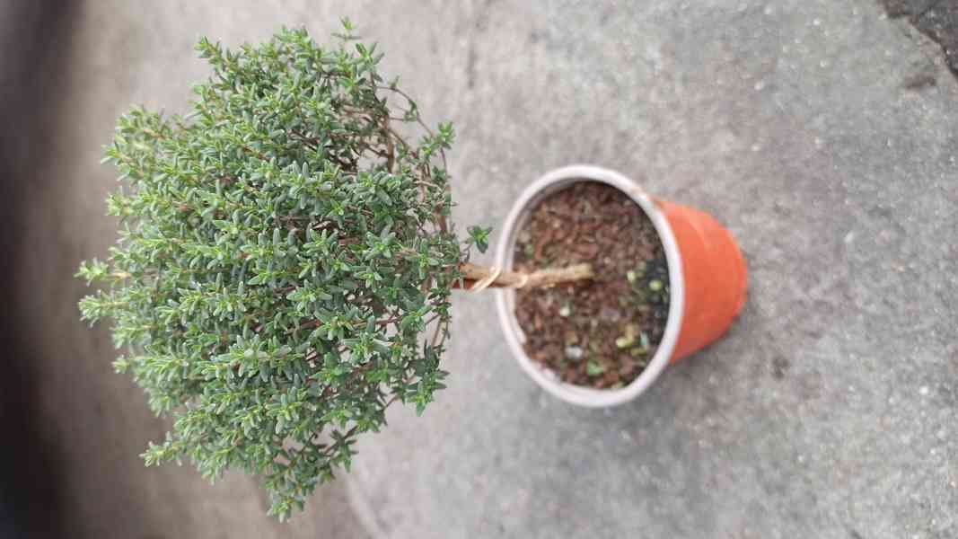 Tymián obecný kmínek (Thymus vulgaris) - 20 - 30cm - foto 1
