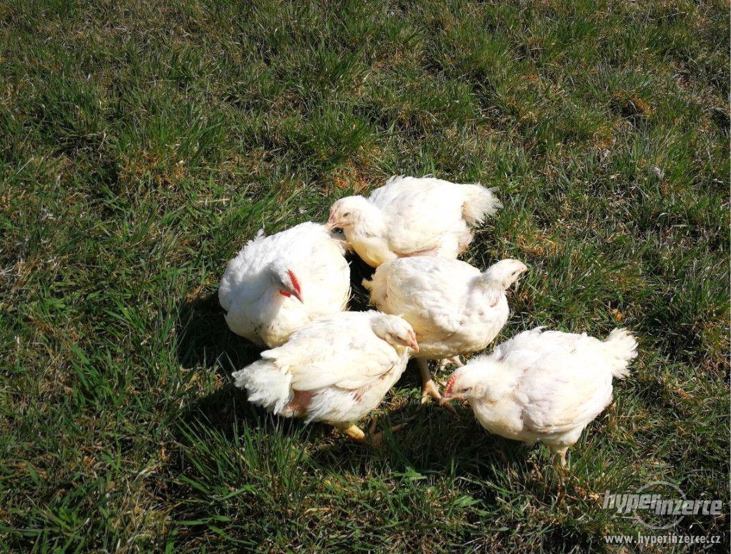 Brojlerová kuřata, krmné směsi - foto 1