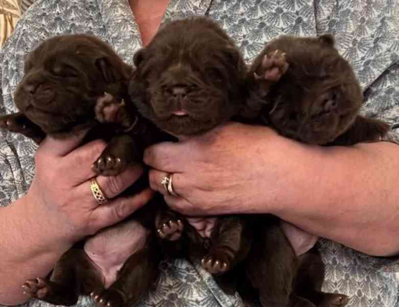 ChowChow Puppies Teddys Ready Choco/Lilac/Blue/Cin - foto 4