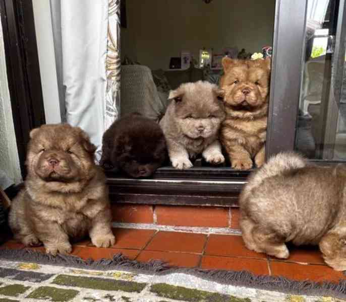ChowChow Puppies Teddys Ready Choco/Lilac/Blue/Cin - foto 6