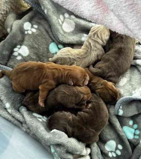 ChowChow Puppies Teddys Ready Choco/Lilac/Blue/Cin - foto 11