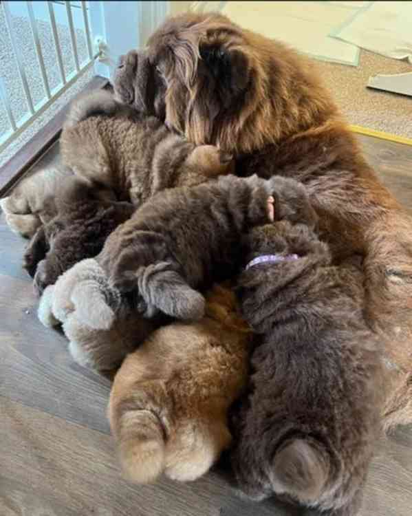 ChowChow Puppies Teddys Ready Choco/Lilac/Blue/Cin - foto 9
