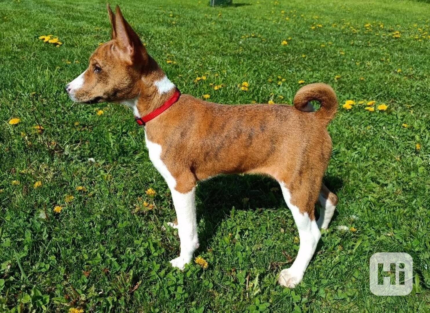 Basenji - prodám štěňata bez pp - foto 1