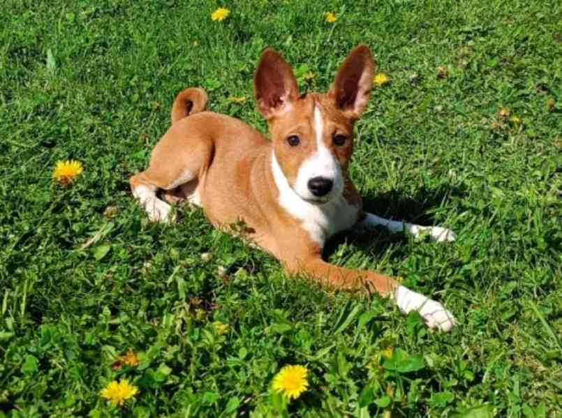 Basenji - prodám štěňata bez pp - foto 2