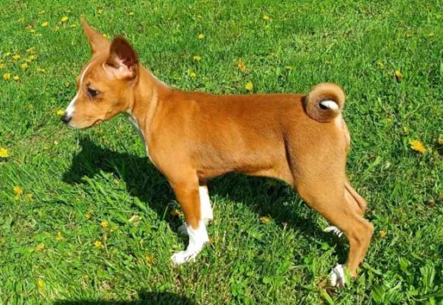 Basenji - prodám štěňata bez pp - foto 3