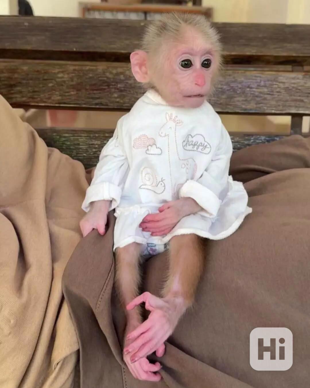 Zdravé, milující a domácí chované kapucínské opice na prodej - foto 1