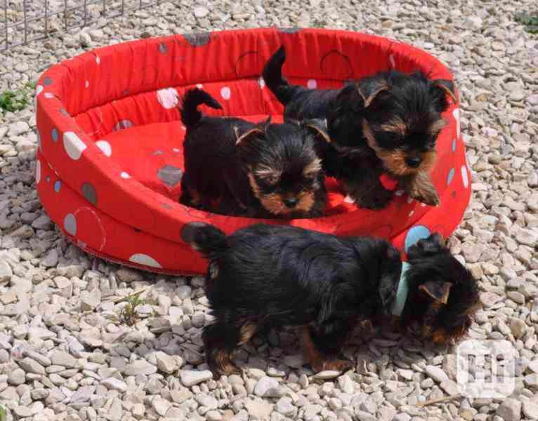 štěňata Yorkie k adopci zdarma Máme cistokrevná štenata york - foto 1