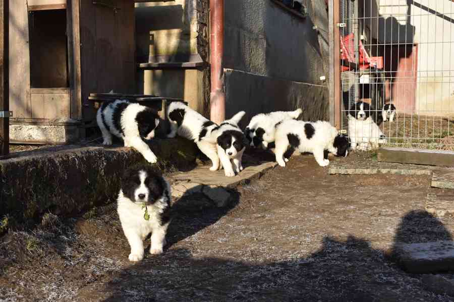 Rumunský ovčák Bukovina - foto 7