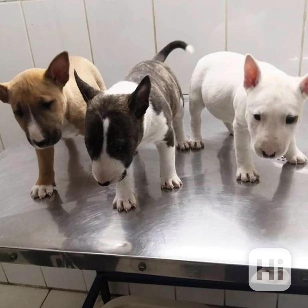 Prodám mini bulteriéra - foto 1