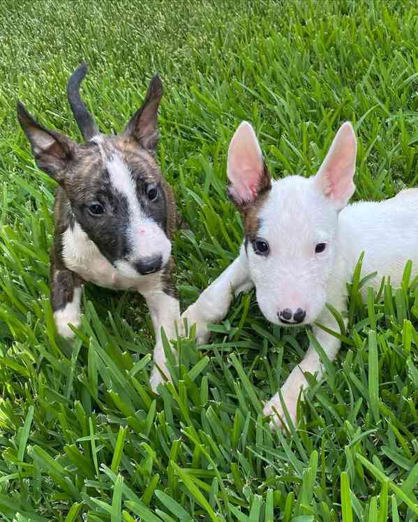 Prodám mini bulteriéra - foto 3