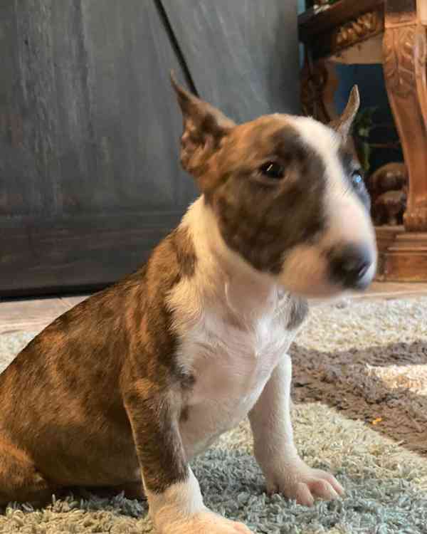 Prodám mini bulteriéra - foto 2