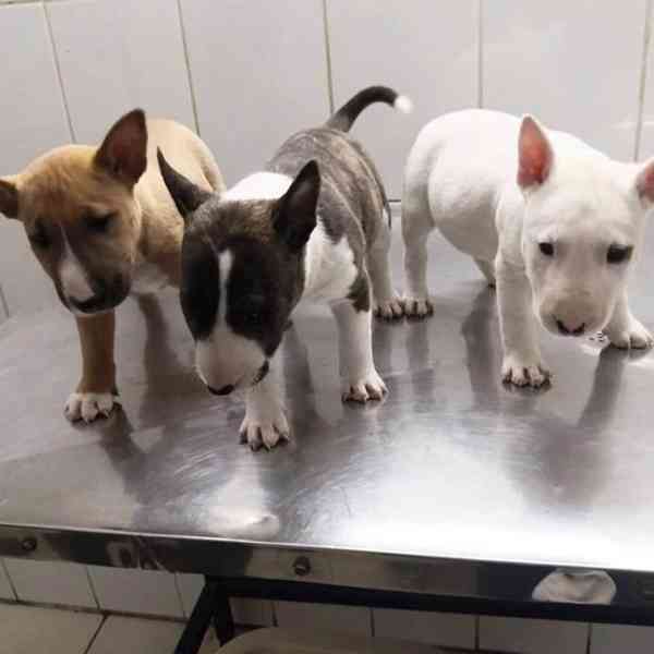 Prodám mini bulteriéra - foto 1