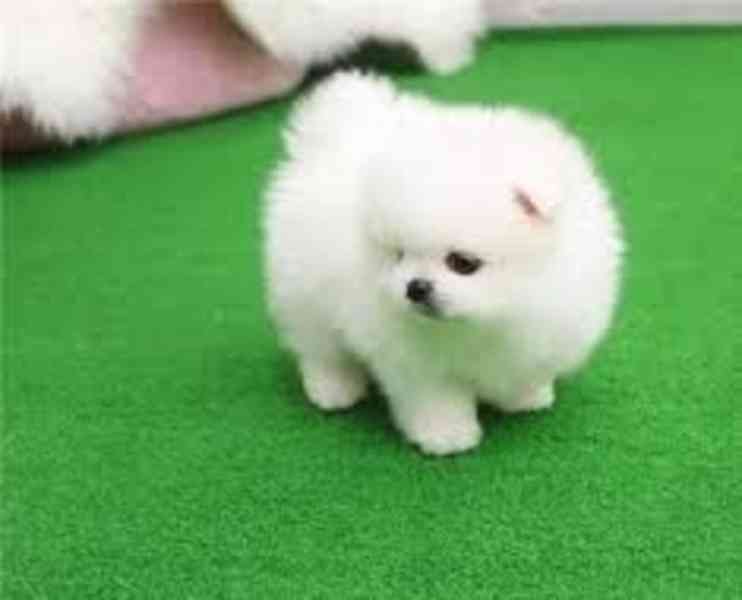 štěňata pomeranianů  - foto 1
