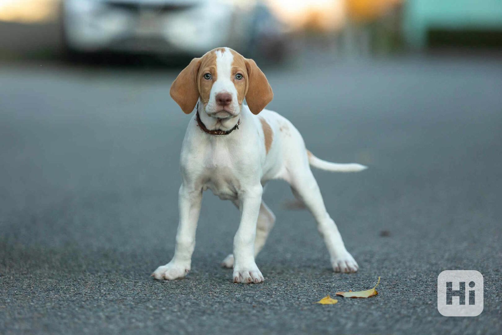 Saintgermainský ohař  - foto 1