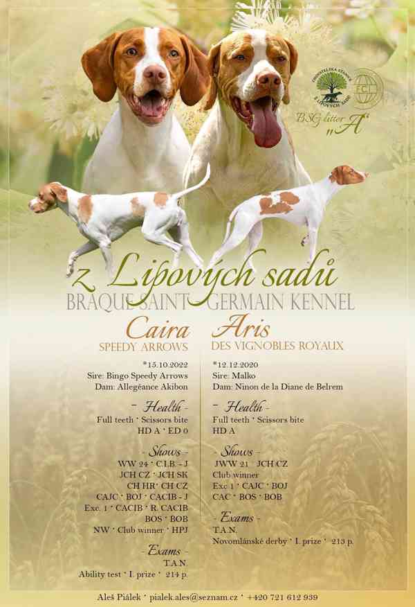 Saintgermainský ohař  - foto 7