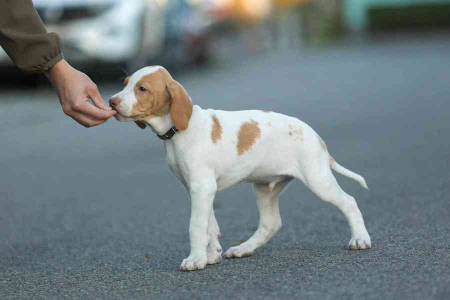 Saintgermainský ohař  - foto 2