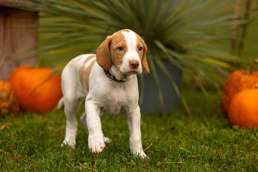 Saintgermainský ohař  - foto 6