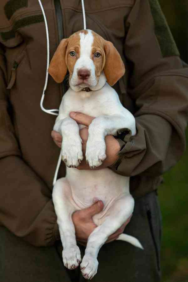 Saintgermainský ohař  - foto 5