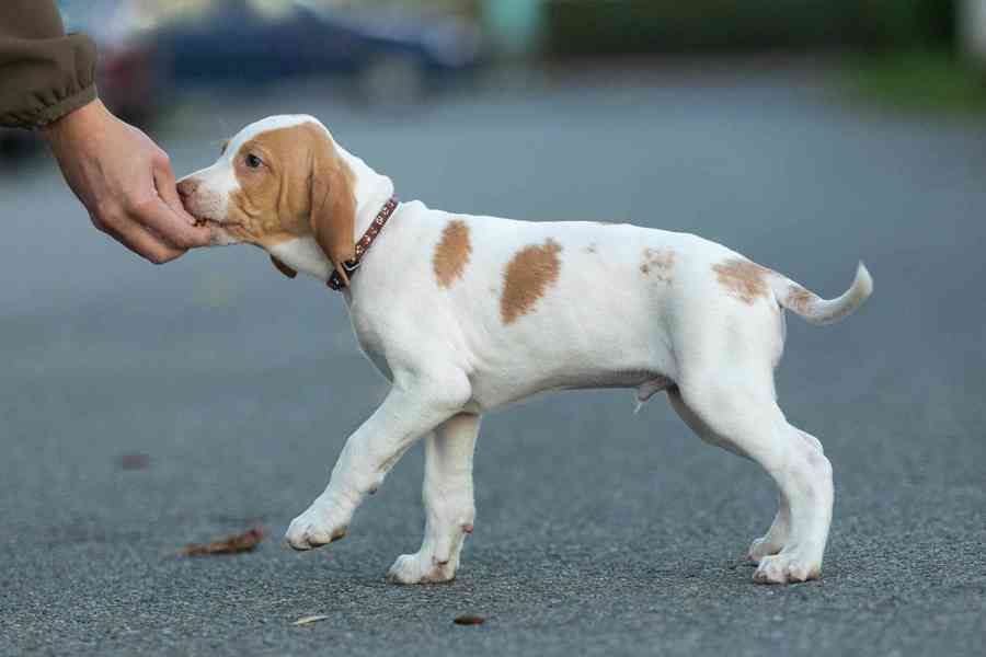 Saintgermainský ohař  - foto 4