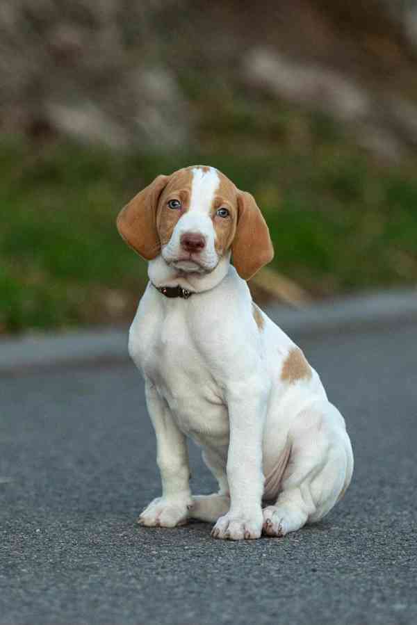 Saintgermainský ohař  - foto 3