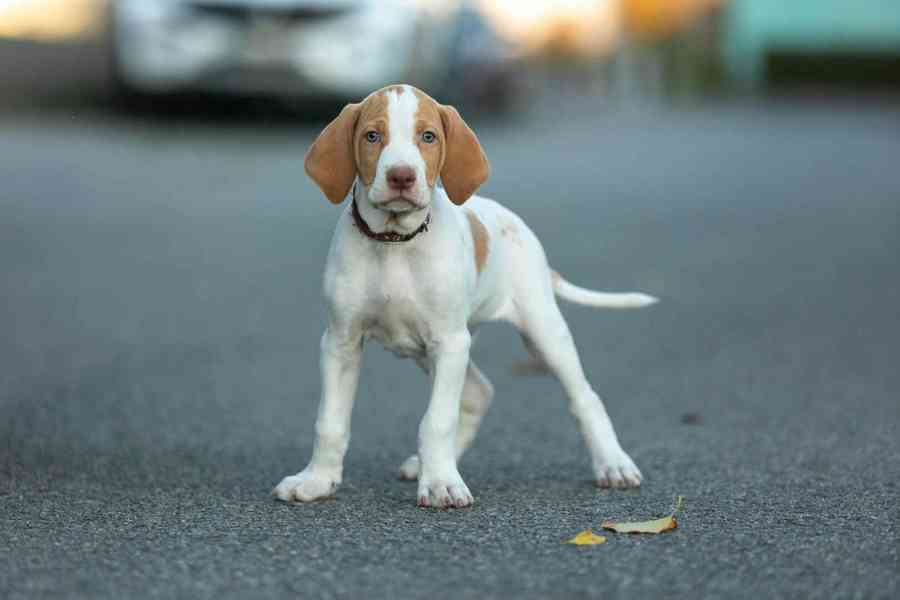 Saintgermainský ohař  - foto 1