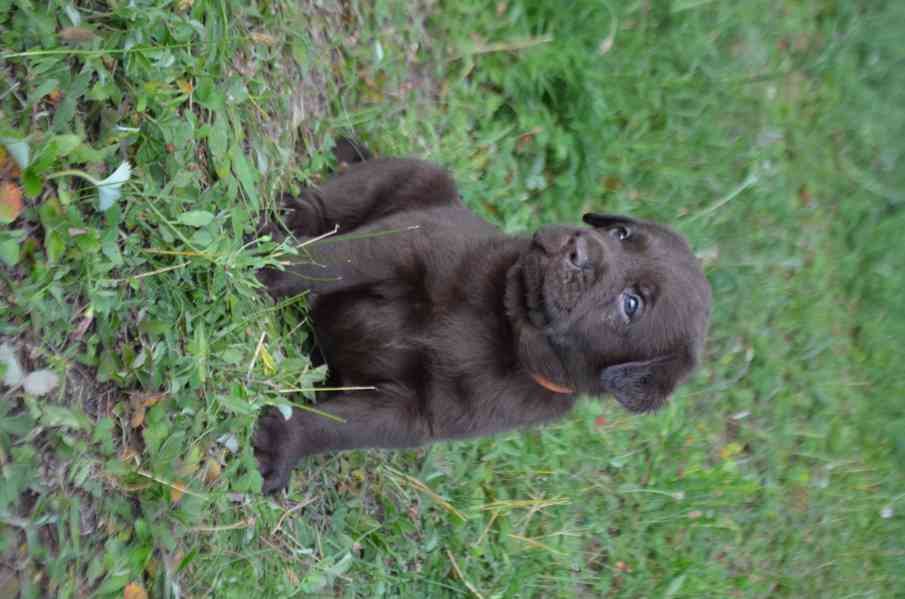 Labradorský retriever štěně - foto 4