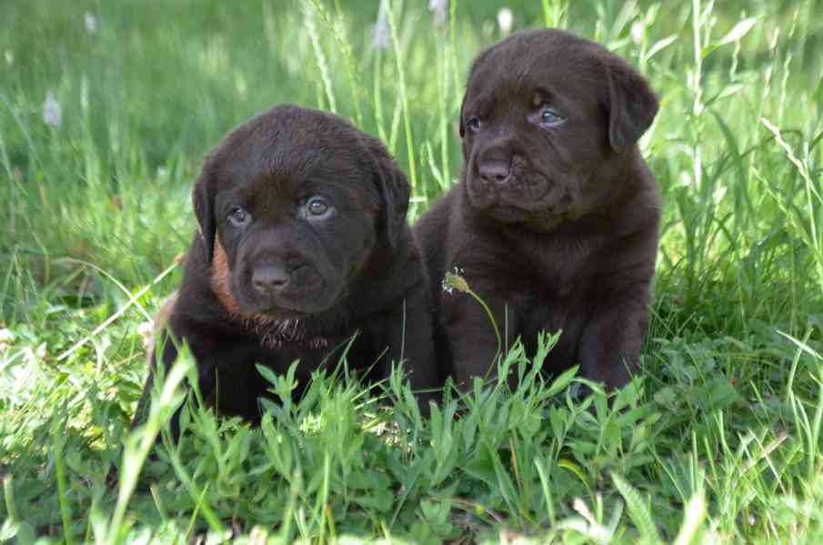 Labradorský retriever štěně - foto 5