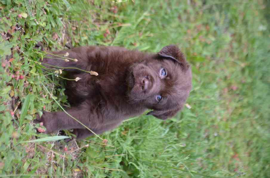 Labradorský retriever štěně - foto 3