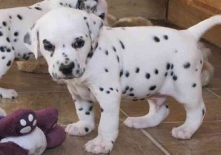 dalmatian puppies KC registered 