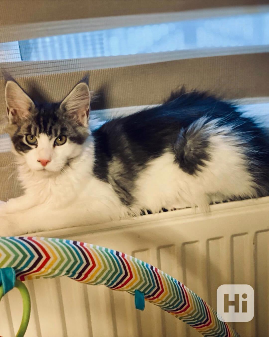 Mainská mývalí koťátka  - foto 1