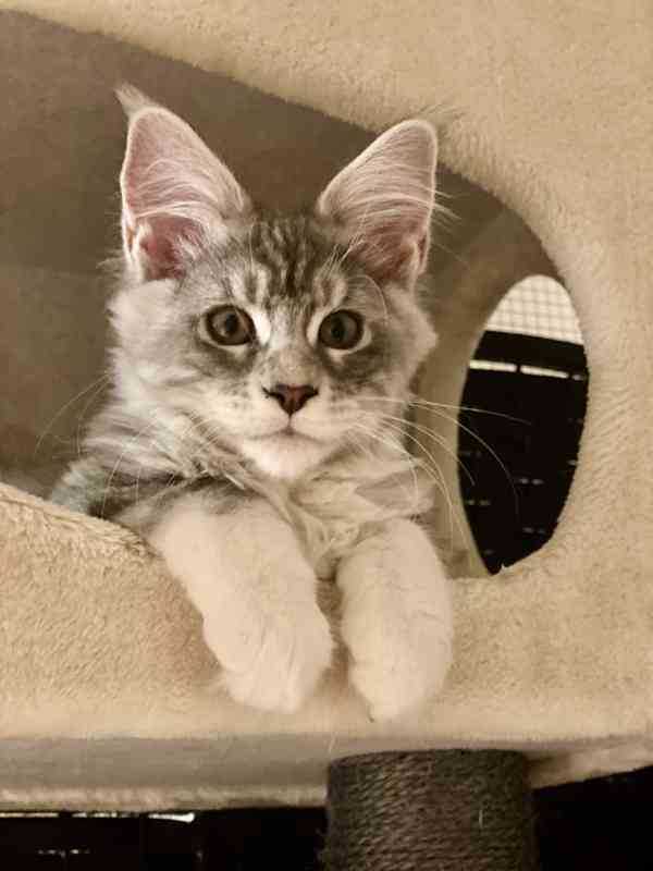 Mainská mývalí koťátka  - foto 4