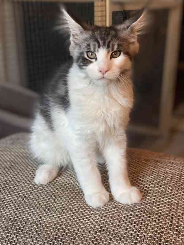 Mainská mývalí koťátka  - foto 2