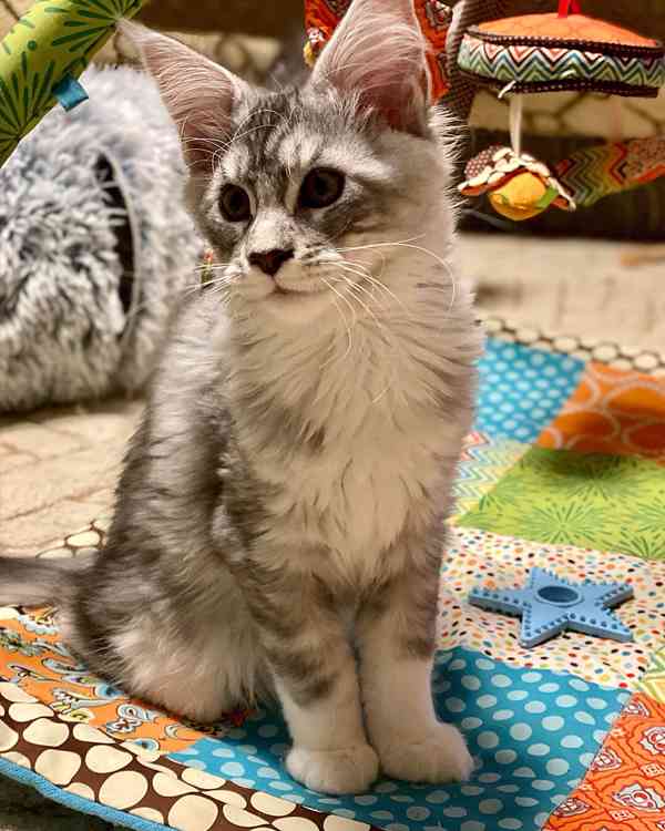 Mainská mývalí koťátka  - foto 3