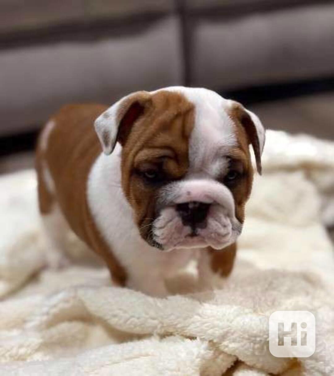 Zdarma  dárek štěňata anglického buldoka k adopci   - foto 1