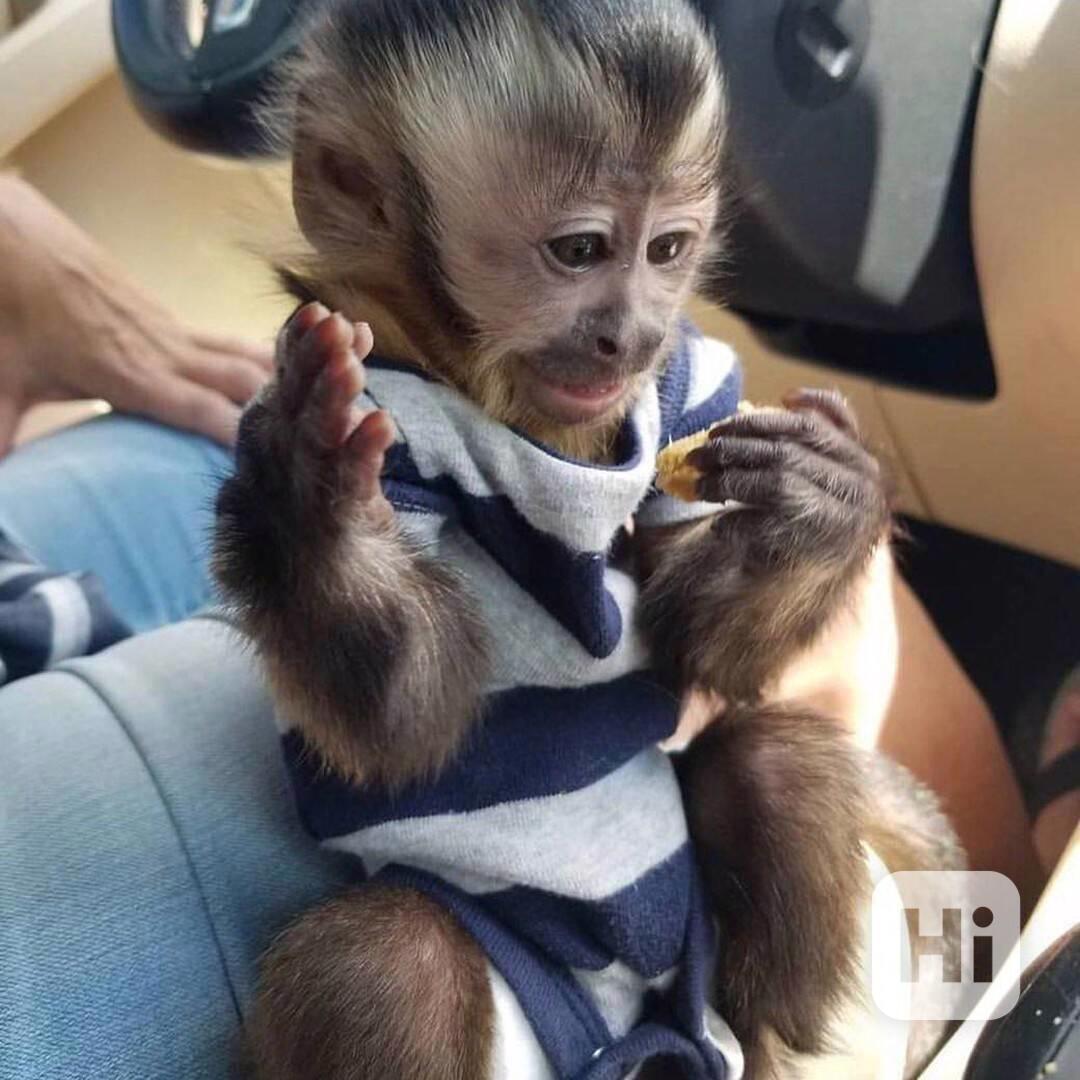 Prodám okouzlující kapucínskou opici. - foto 1