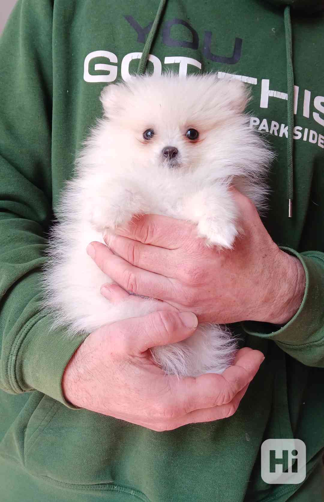 Pomeranian fenečka - foto 1