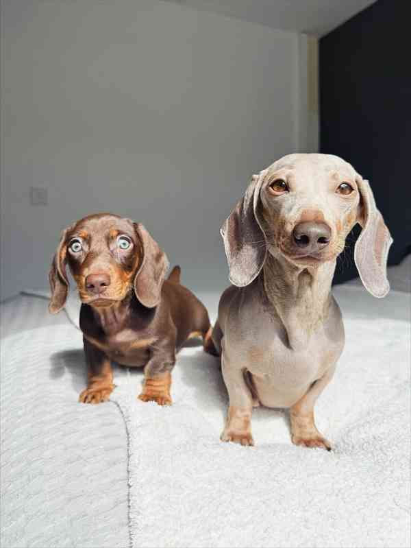 Jezevčík štěňata - foto 3