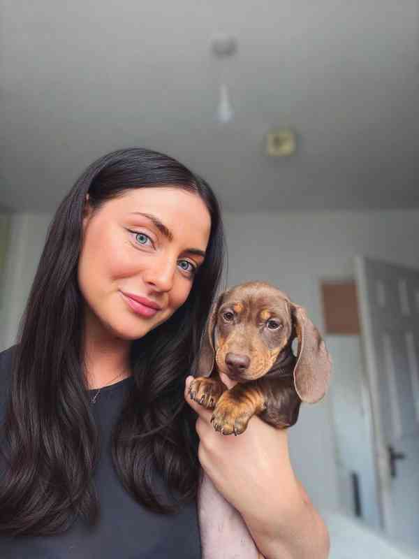 Jezevčík štěňata - foto 4